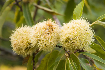 Fresh organic chestnuts