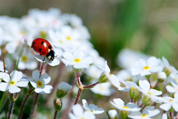ladybug on flower © Anatoly Tiplyashin