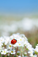 ladybug on flower © Anatoly Tiplyashin