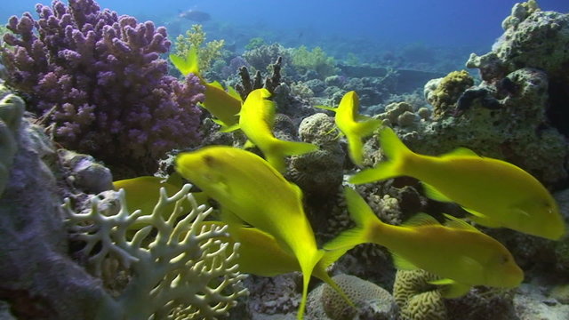 Yellow Tropical fish hunting for food