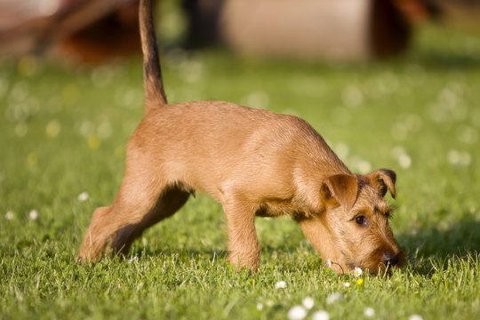 Irish Terrier Welpe