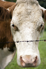 Kuh hinter Stacheldraht