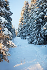 winter forest in Harz mountains, Germany