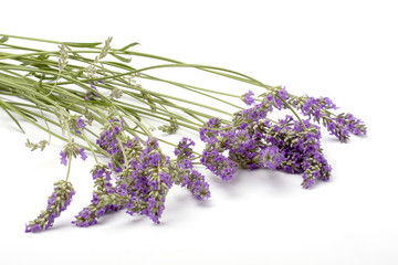 lavanda