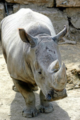 Rhino