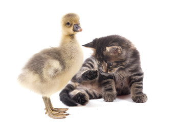 jeune oie et chaton tigré
