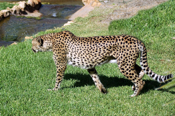 Cheetah
