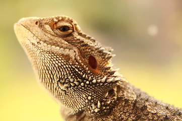 Grinsende Bartagame