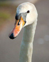adult swan head