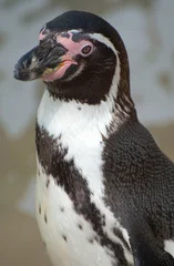 Poster magellanic adult penguin © lloyd fudge