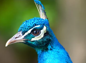 Store enrouleur tamisant sans perçage Paon male peacock