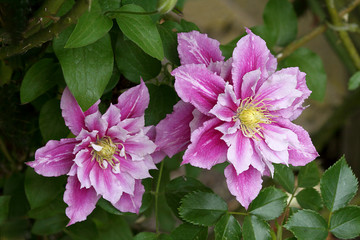 Zweimal Clematis in rosa