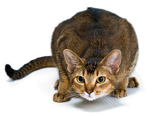 Cat in studio with curiosity looks