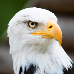 Portrait of a bald eagle