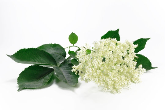 holunder bl&uuml;te (sambucus)