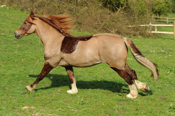 A horse running in field