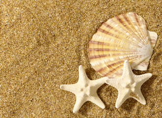 Fototapeta na wymiar Marine still life over sand in bright sunlight