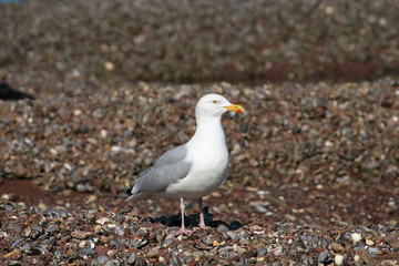 seagull