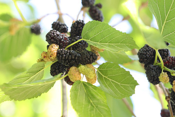 mulberries on the tree