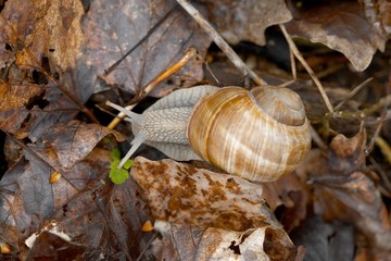 Snail