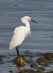 Snowy Egret