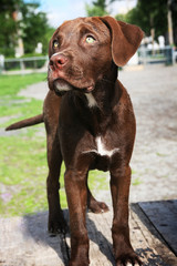 Puppy labrador