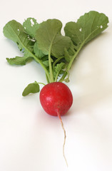 Radish with leaf and root
