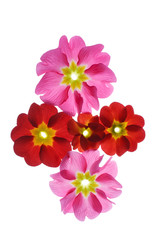 primula flowers on the white background.