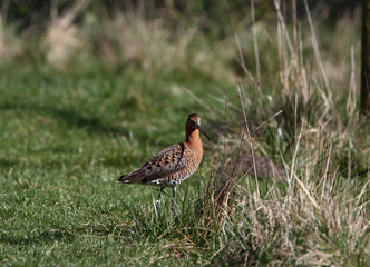 Limosa