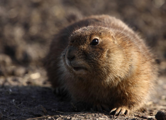 Little groundhog