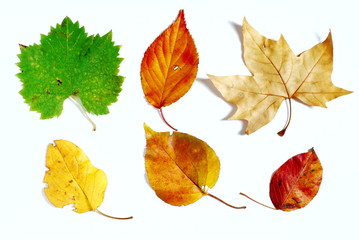 Different shaped and colored leaves