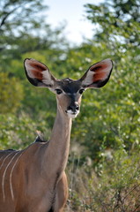 Female kudu antelope