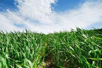 Obraz premium Path through wheat