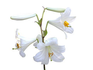 Lily