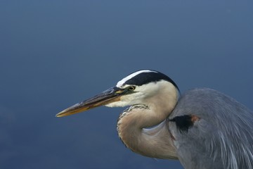 poised great blue heron