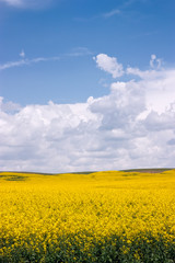 Obraz premium Rural Landscape