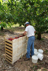 ceuillette des cerises - récolte à la main