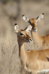 The Gerenuk (Litocranius walleri), Kenya, Africa