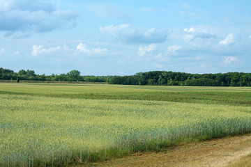 Obraz premium Field