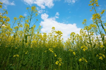 Rapeseed