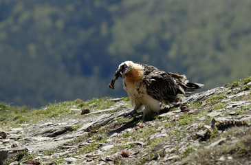 quebrantahuesos