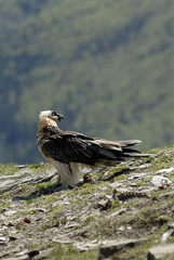 Quebrantahuesos en ordesa