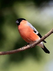 Bullfinch portrait