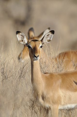 The Gerenuk (Litocranius walleri), Kenya, Africa