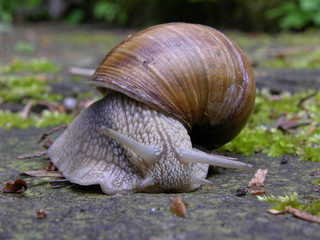 Weinbergschnecke