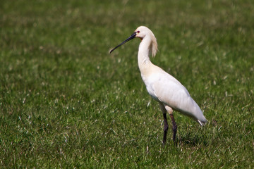 Obraz na płótnie Canvas Large white spoonbill bird standing in grassland