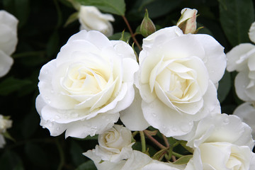 Roses blanches