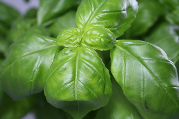 Basil leaves