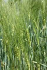 gerstenähren