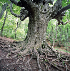 old beech tree